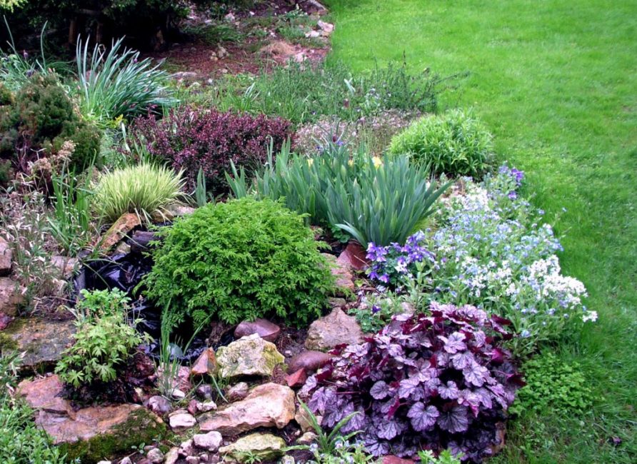 Geichera dans l'aménagement paysager