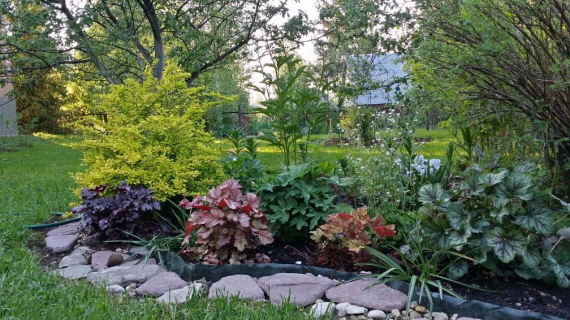 Geichera dans le parterre de fleurs