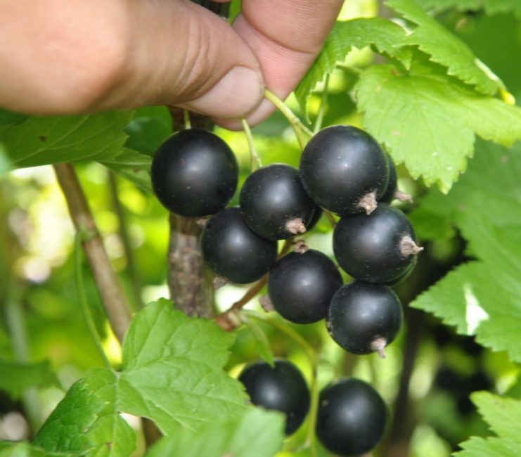 Le résident d'été donne une petite récolte, mais les baies sont douces et grosses