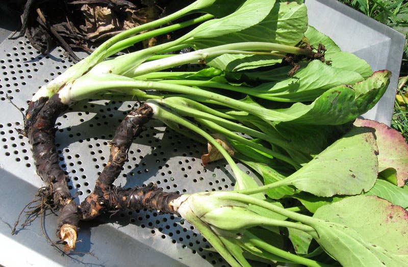 La division de la brousse