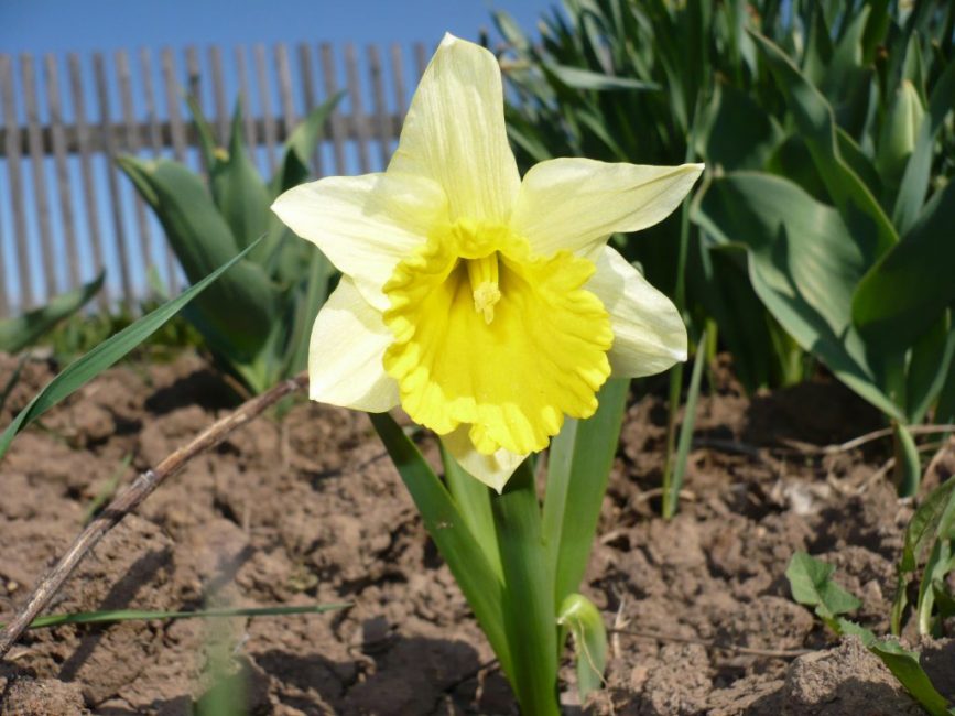 Pour planter une plante, il est préférable de choisir un sol meuble, assurant un bon drainage.
