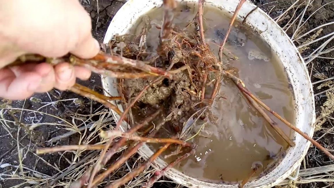 Pour prévenir les maladies, les racines sont traitées avec une solution à 1% de sulfate de cuivre avant la plantation et lavées à l'eau.