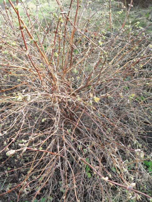 buisson de chèvrefeuille envahi