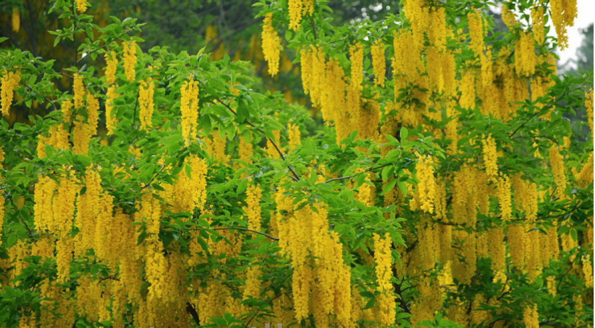 Bobovnik, alias Golden Rain
