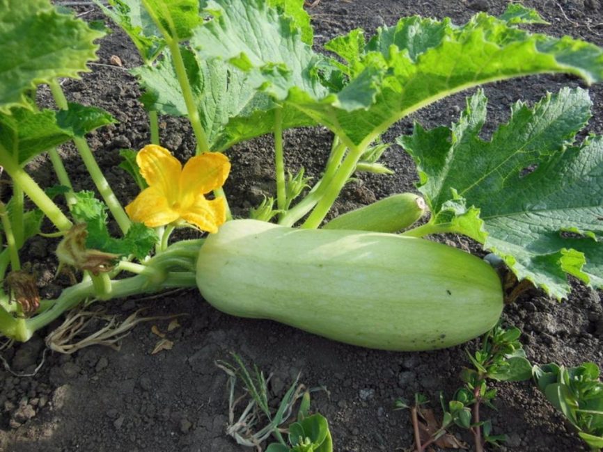 Courgette avec fleur et fruit