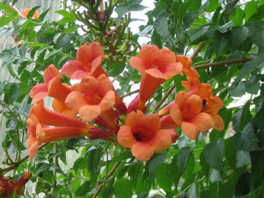 Campsis hybride