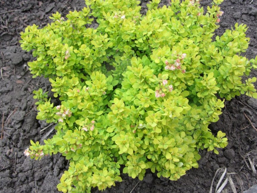 Représentant nain du genre