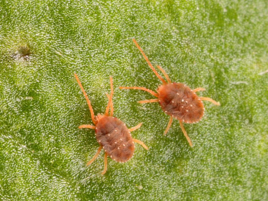 acarien du trèfle