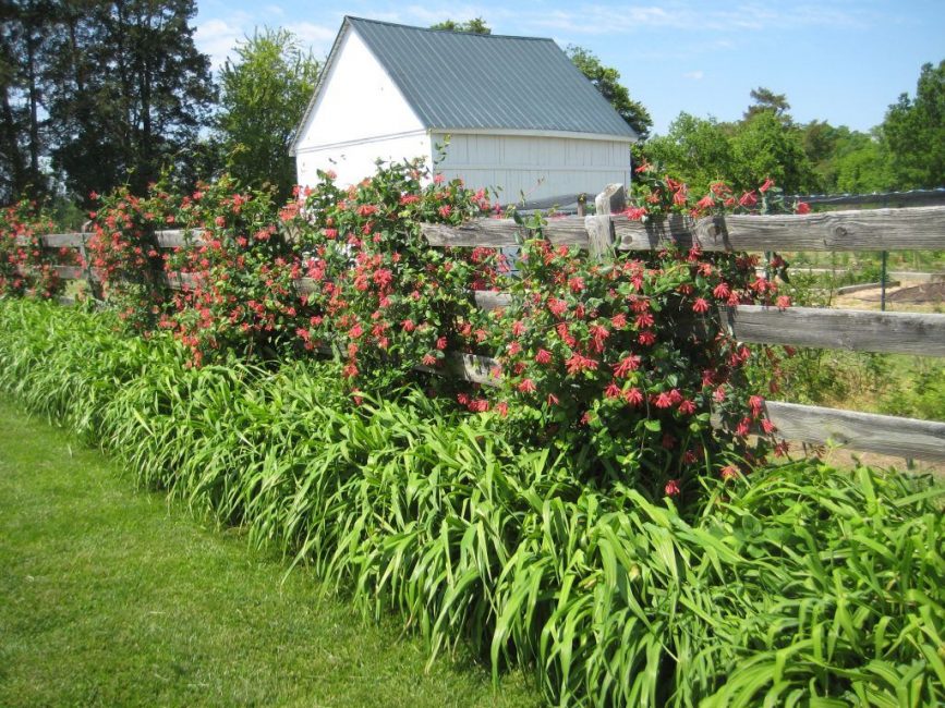 Plantation compacte de chèvrefeuille en deux rangées