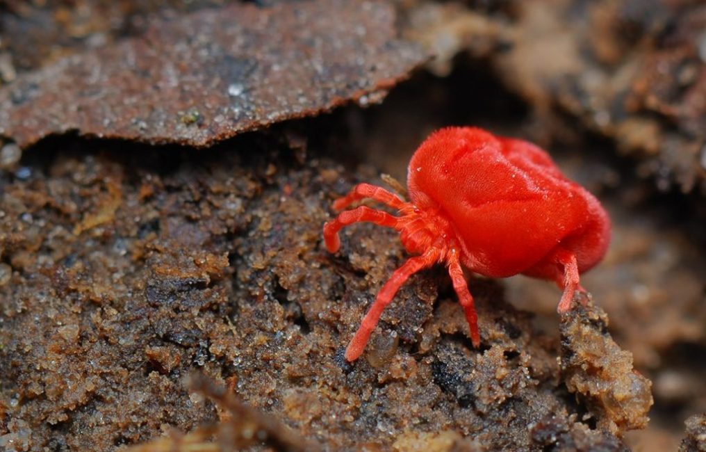 Acarien des fruits rouges