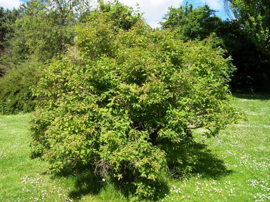 Buisson de chèvrefeuille du Caucase