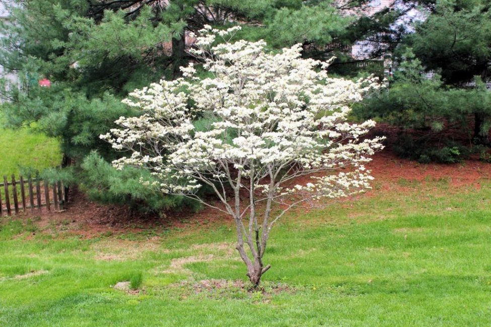 Un bon entretien de la plante garantit non seulement une belle apparence et une apparence saine, mais également d'excellents rendements.