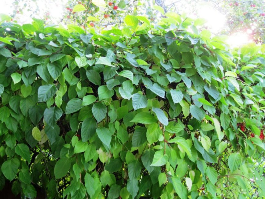 La citronnelle pousse bien dans un endroit calme où il n'y a ni courants d'air ni vents.