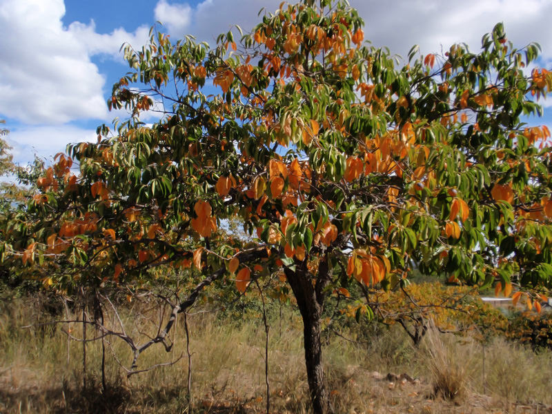 Le feuillage de la plante au début de l'automne. Changement de couleur partiel notable des feuilles