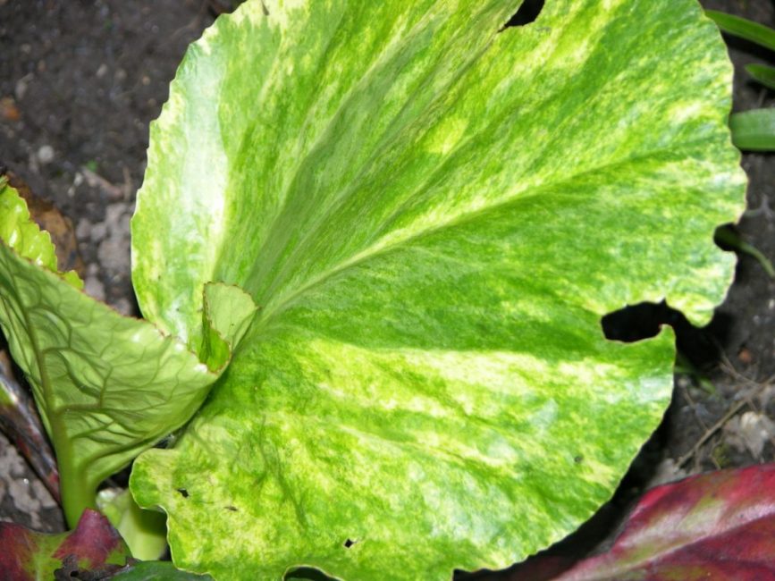 Feuilles de bergenia Tubby Andrews