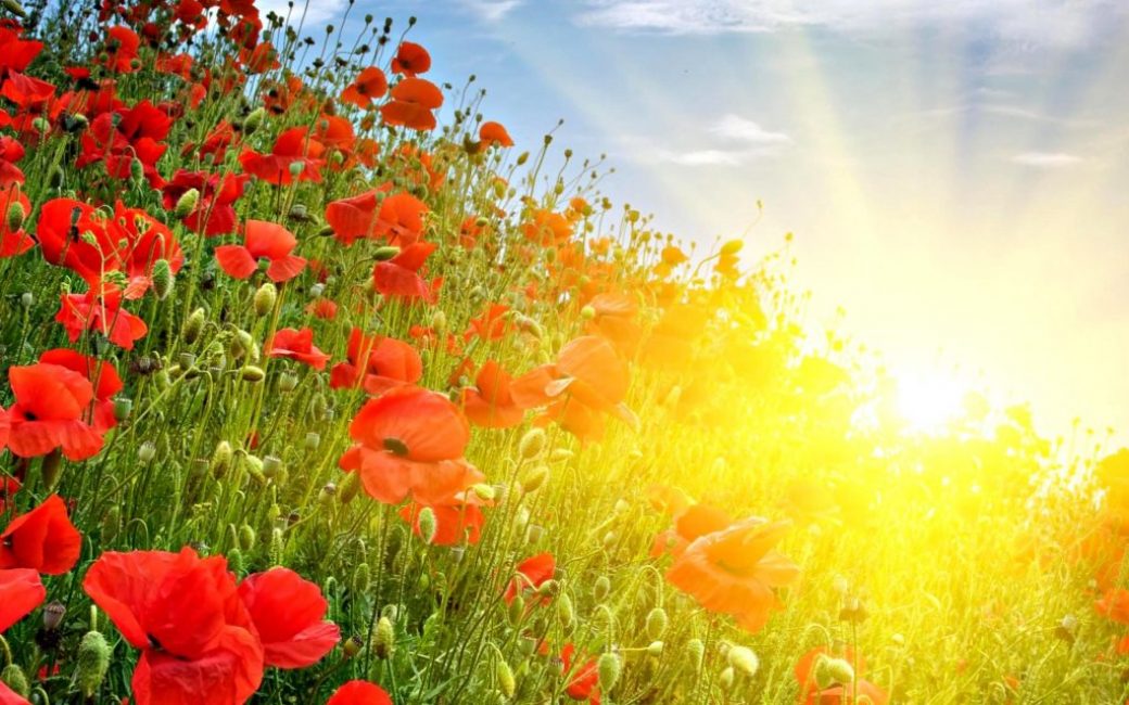 Les coquelicots aiment le soleil