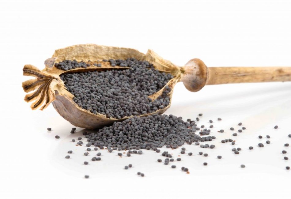 Les coquelicots se reproduisent bien par graines.