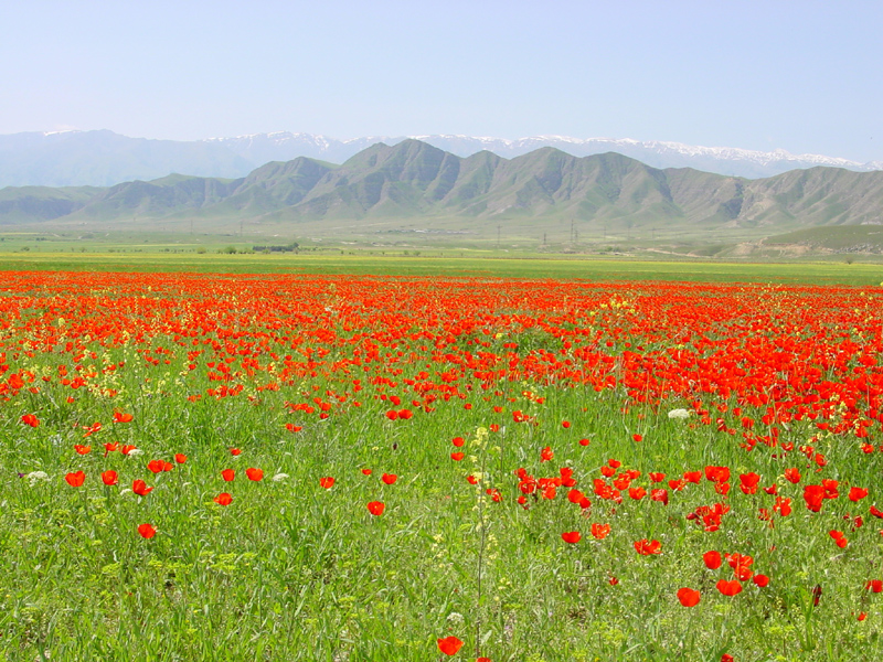 champ de coquelicots