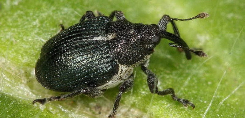 Malle secrète coquelicot