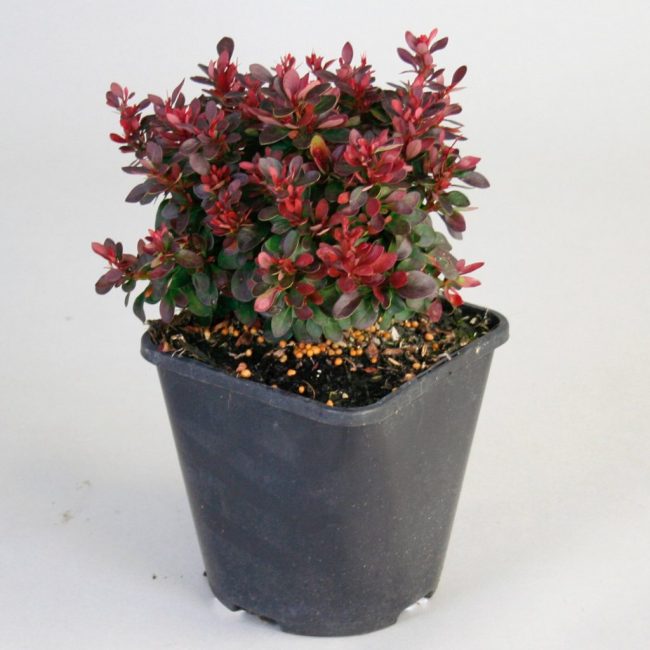 Variété miniature Bagatelle