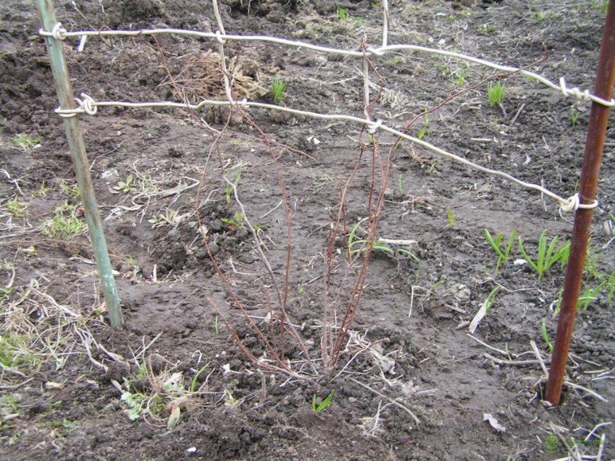 Jeune plante plantée pour former une haie