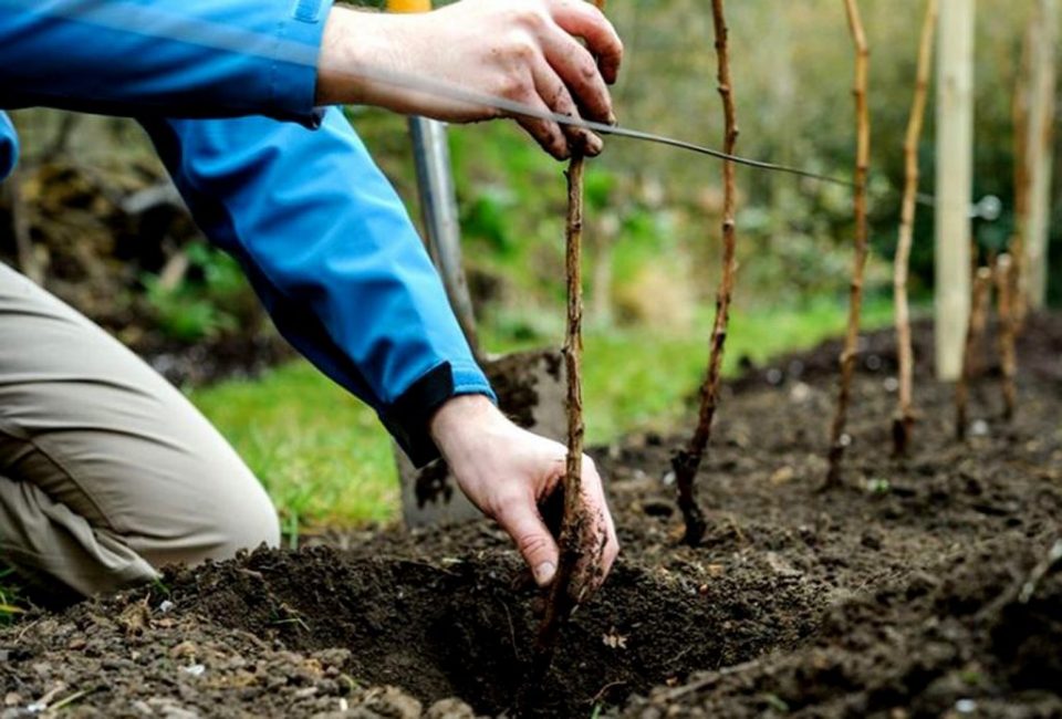 Les jeunes plants doivent être attachés à un treillis afin que les branches ne se plient pas sous le poids des fruits.