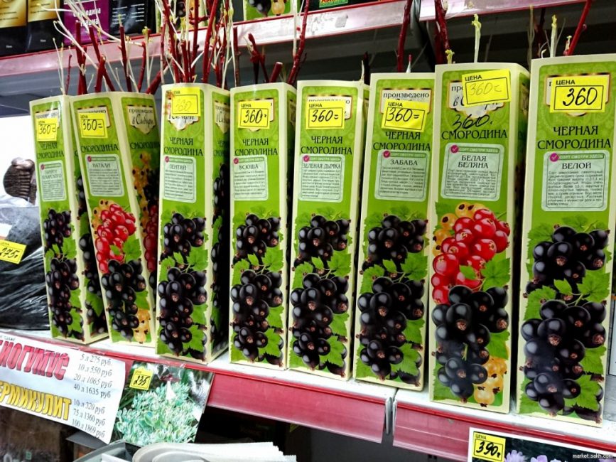 Les nouvelles variétés ont de meilleures caractéristiques, mais leur entretien est plus laborieux