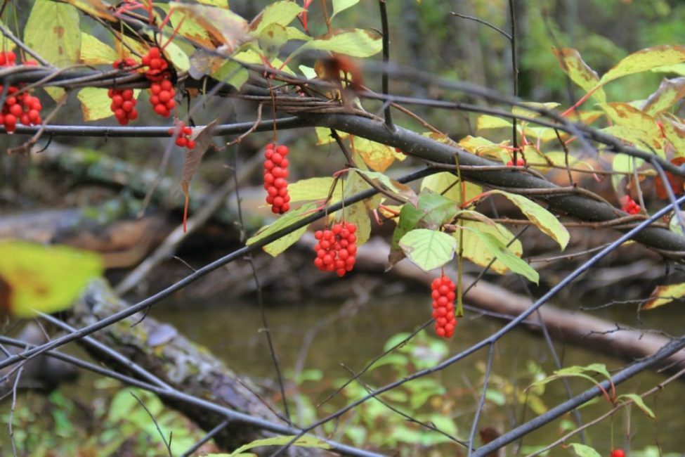 Les branches anciennes et endommagées sont enlevées plusieurs fois au cours de la saison