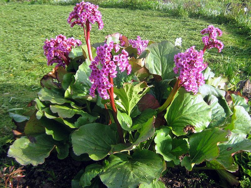 Vue générale de l'usine