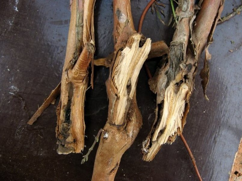 Boutures ligneuses de chèvrefeuille