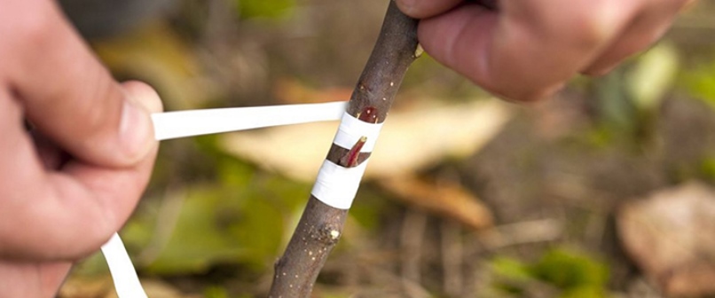 Ébourgeonnement ou greffe oculaire d'une bouture d'abricot