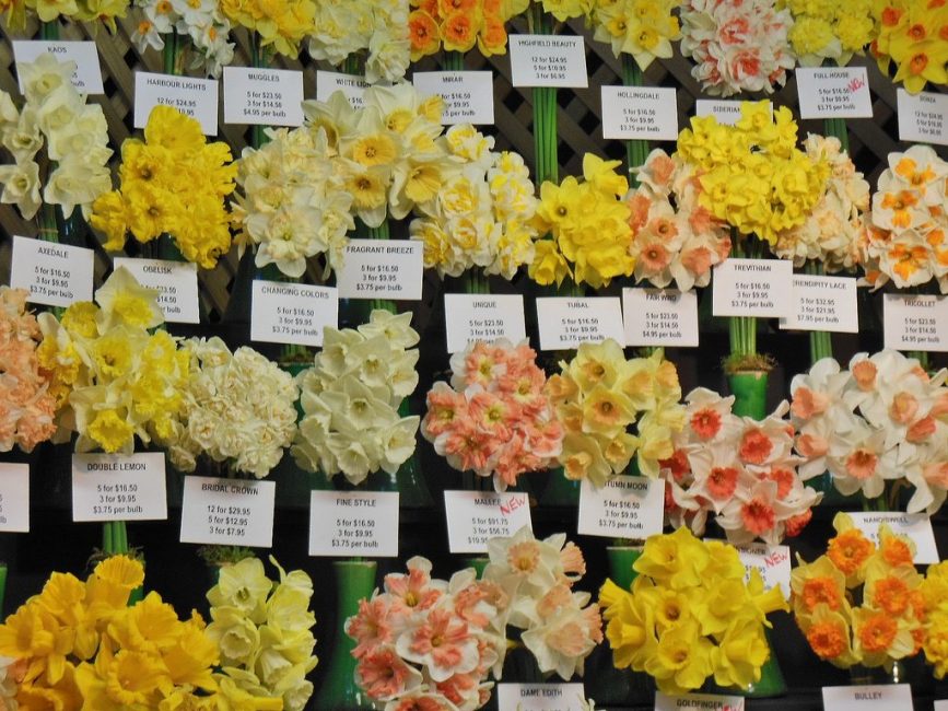 Le choix correct de l'ampoule dépend des variétés qui tomberont dans le jardin de fleurs du jardinier.