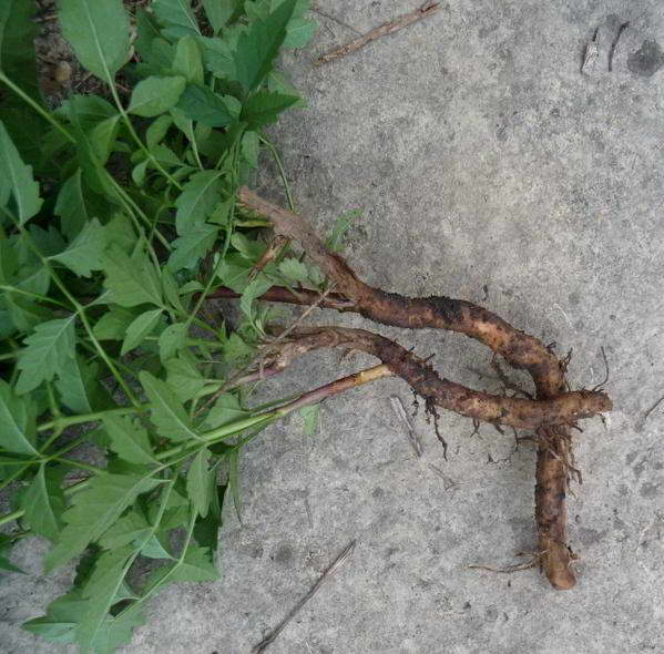 Superposition Kampsis