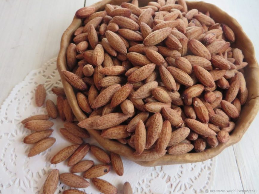 Graines de cornouiller décortiquées et séchées