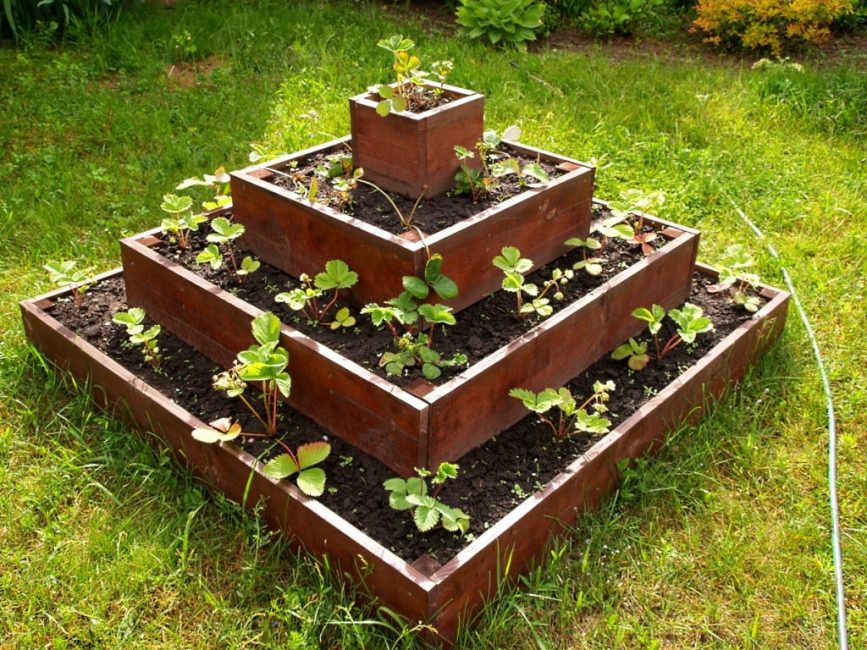Pyramide pour les fraises