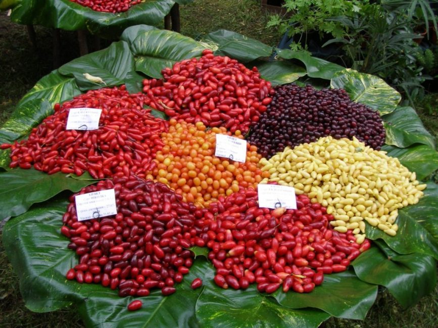 Fruits de différentes variétés de cornouiller