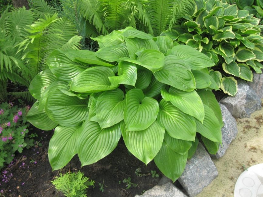 hosta plantain
