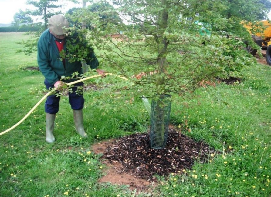 Arroser un abricot au printemps
