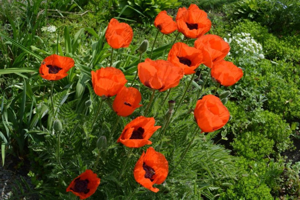 Pendant la saison de croissance active, le pavot doit être sous la racine