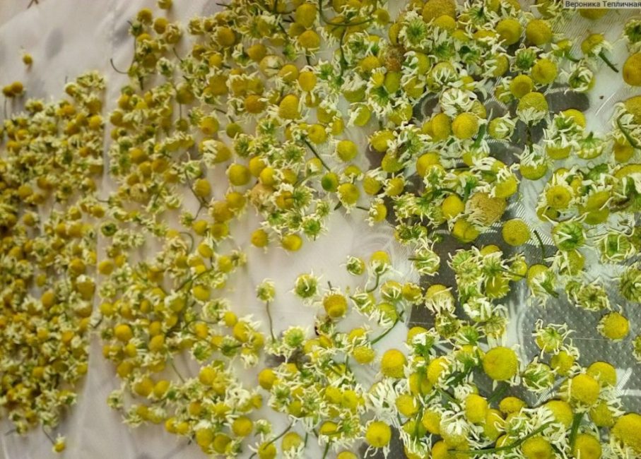 Obtenir des graines de plantes