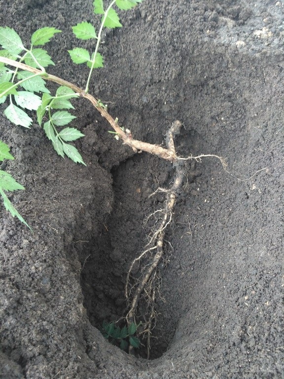 Campsis dans la fosse d'atterrissage