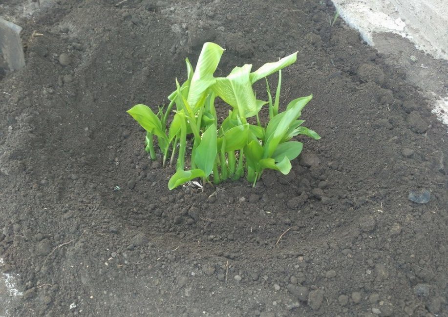 Planter une plante au printemps