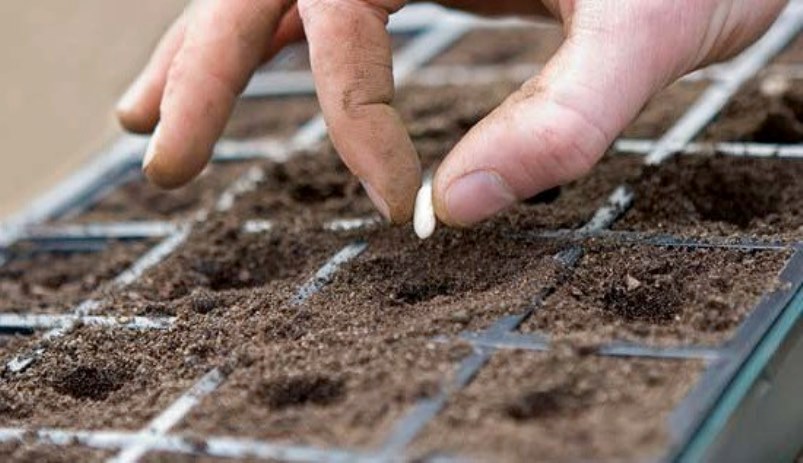 Planter des graines dans une boîte à semis