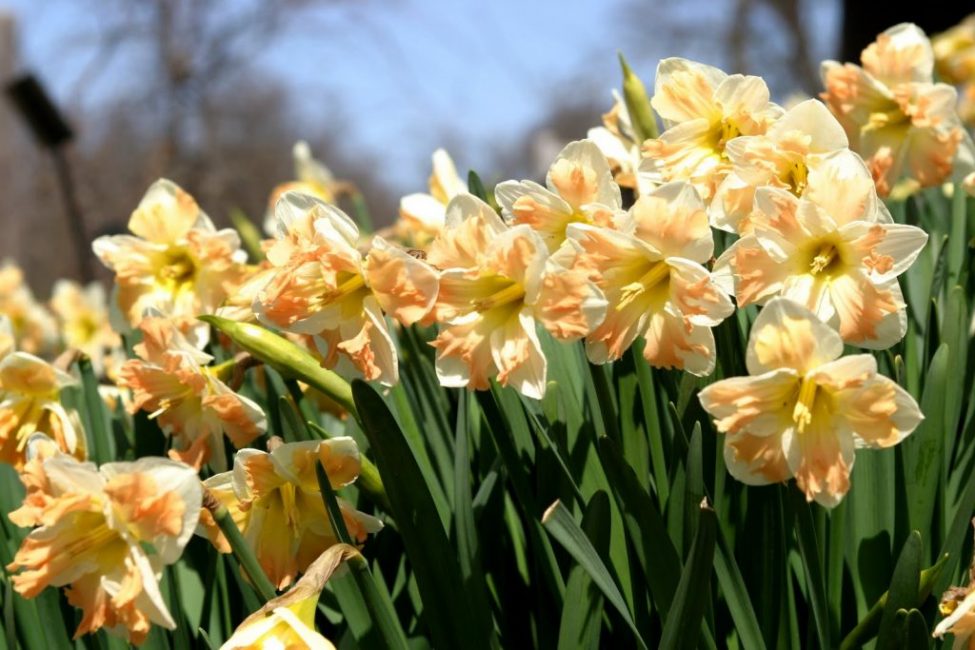 Après la floraison, la plante n'a pas besoin de moins de soins que pendant celle-ci.
