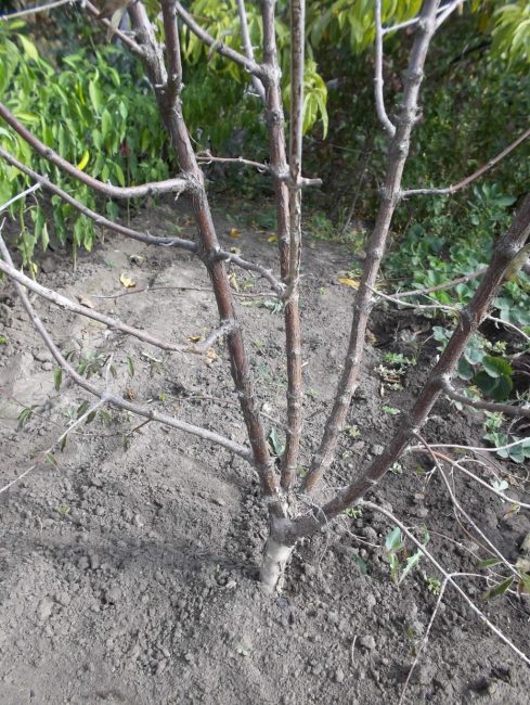 Centre de la plante correctement formé, nécessitant une petite taille cosmétique