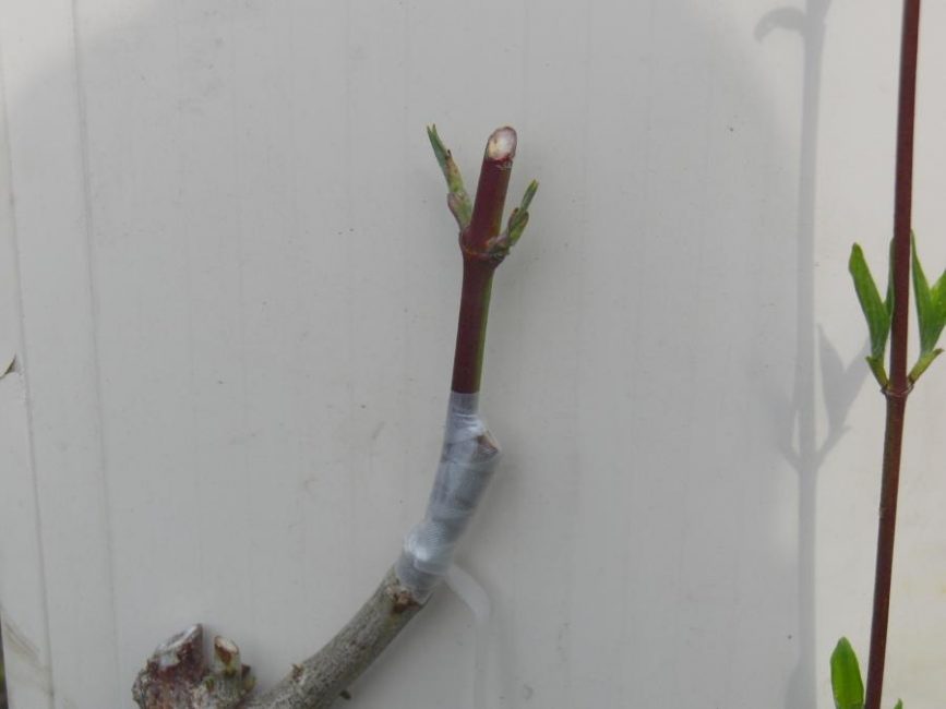 greffe de cornouiller