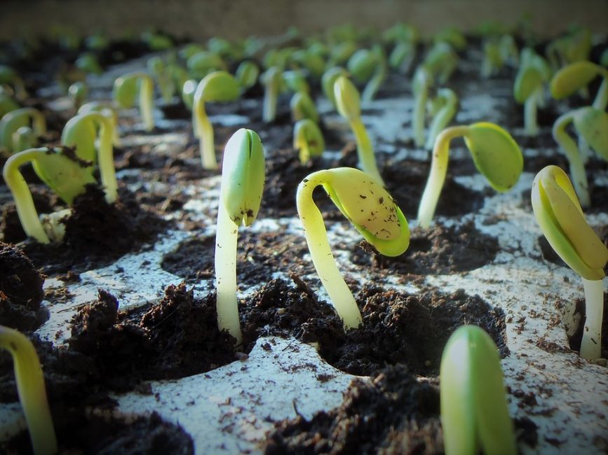 germination des graines