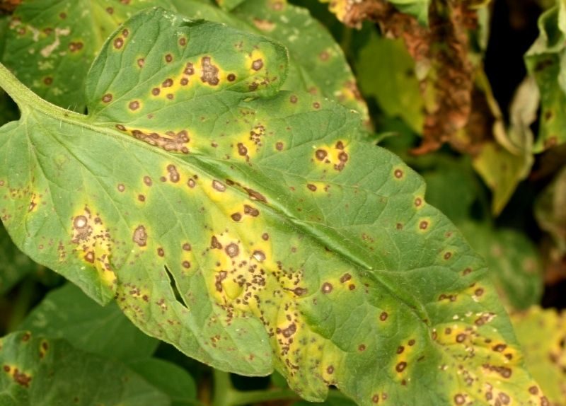 La manifestation de la rouille