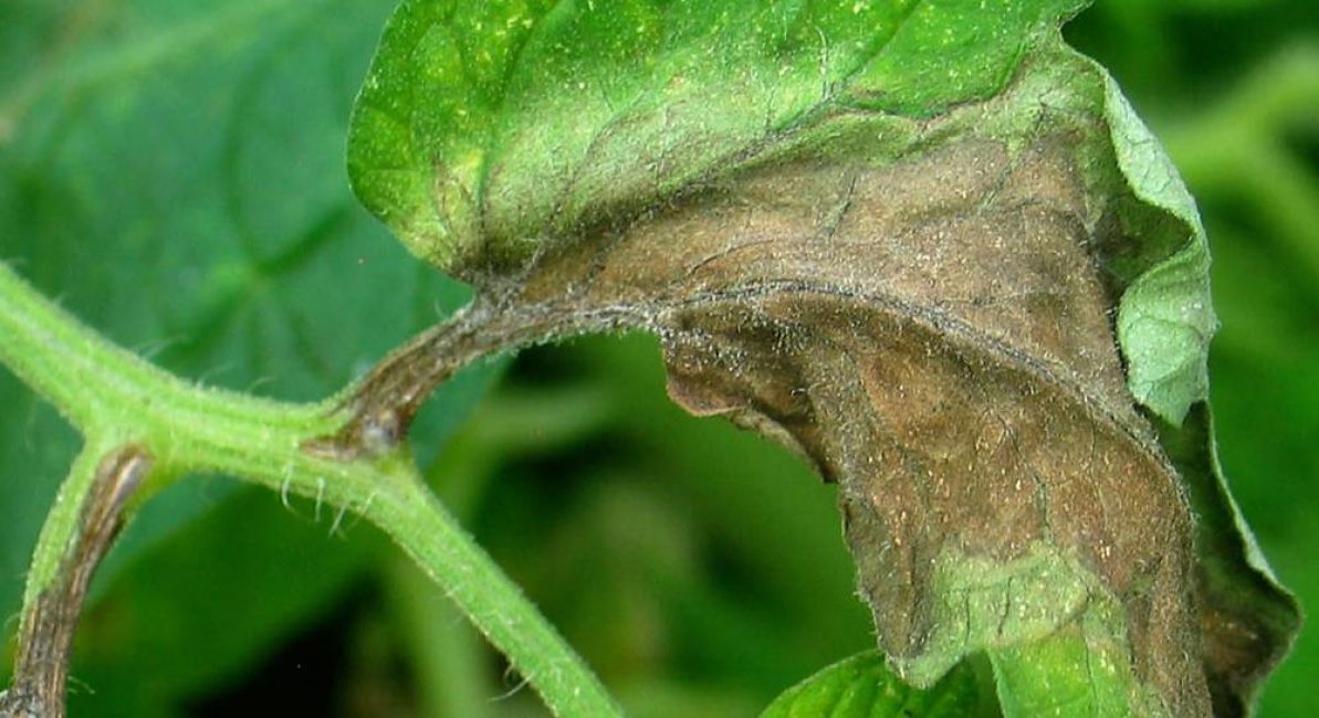 Malle secrète coquelicot