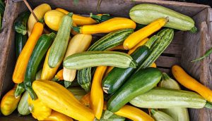 Courgettes : légumes diététiques de la famille des courges. Planter des graines en pleine terre et soigner, faire pousser des semis (15 Photos & Vidéos) + Avis